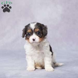 Bart, Cavapoo Puppy